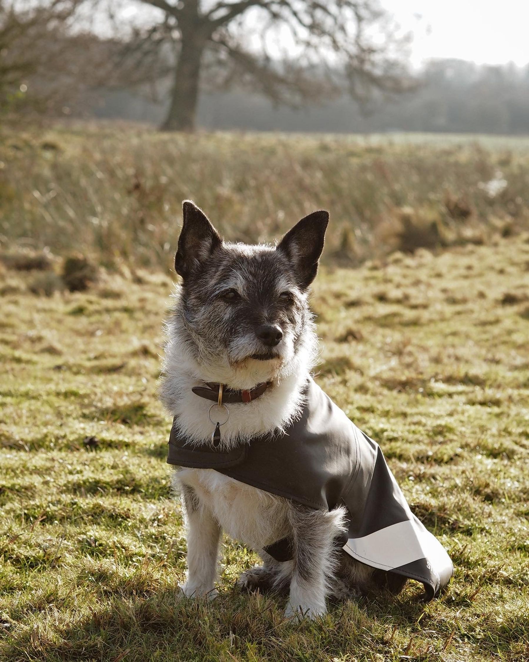 stutterheim dog raincoat black accessories dog-raincoats