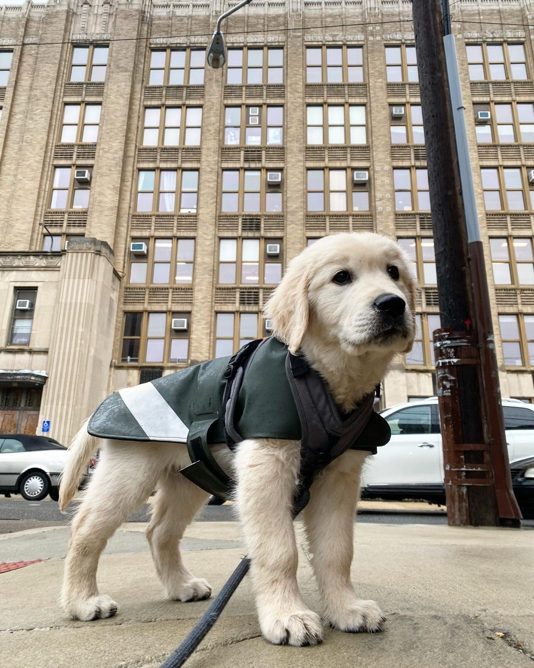 stutterheim dog raincoat green accessories dog-raincoats