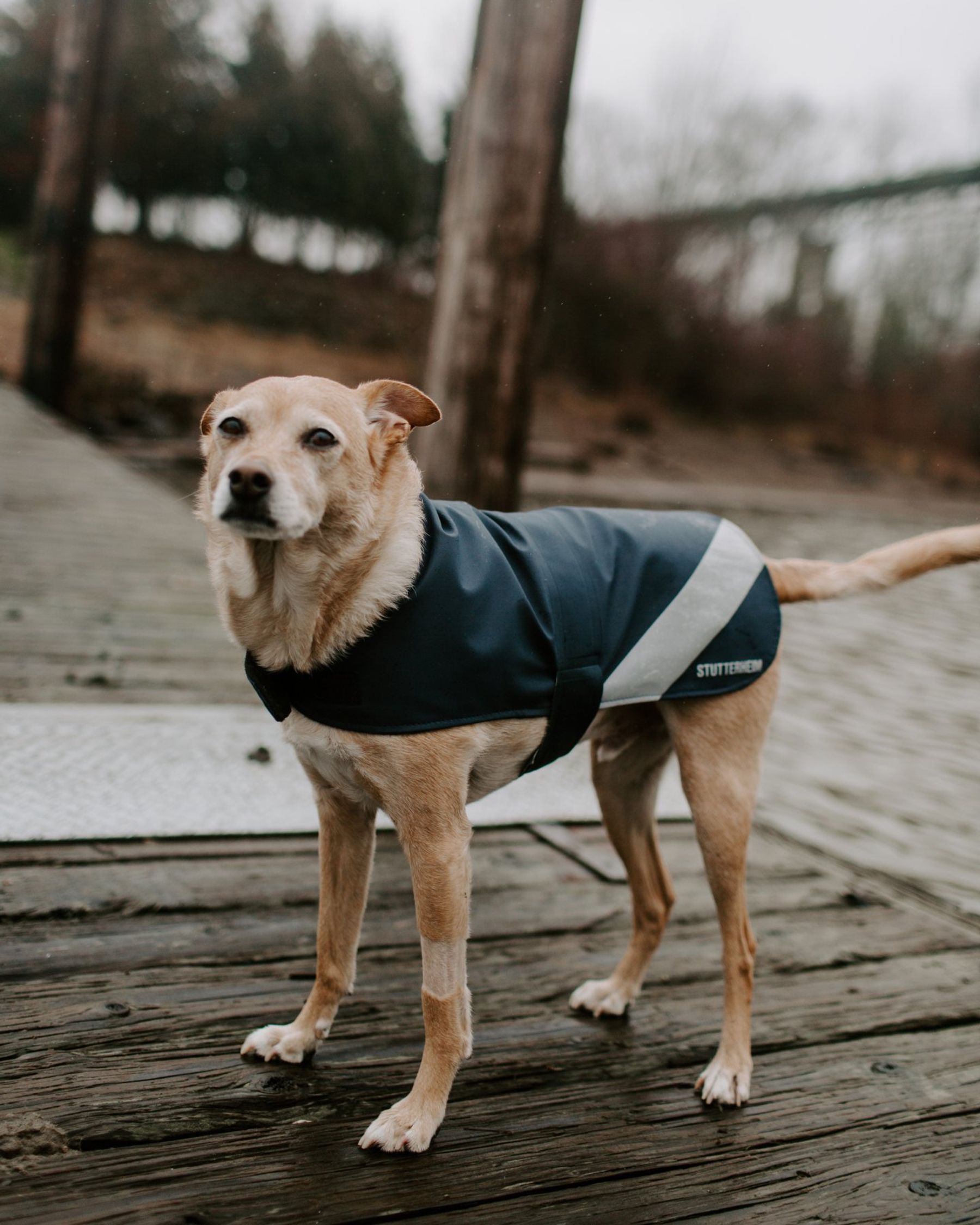 stutterheim dog raincoat navy accessories dog-raincoats