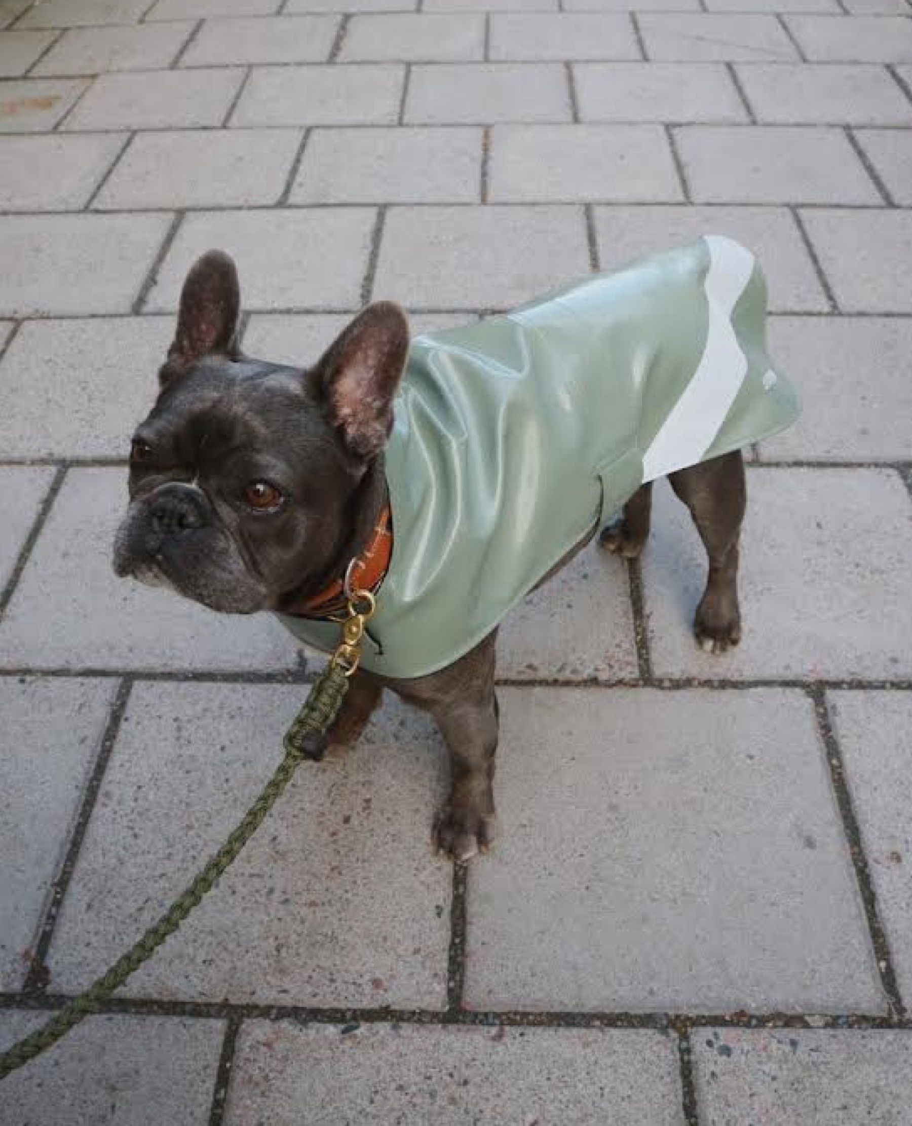 stutterheim dog raincoat opal khaki green accessories dog-raincoats